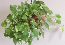 Cinco plantas que refrescan la casa en época de calor